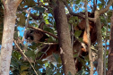 Instituto Água e Terra divulgou nesta segunda-feira (04) um protocolo de segurança para que as pessoas saibam como agir ao encontrar animais silvestres, especialmente grandes felinos