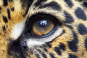 Instituto Água e Terra divulgou nesta segunda-feira (04) um protocolo de segurança para que as pessoas saibam como agir ao encontrar animais silvestres, especialmente grandes felinos