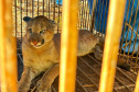 Instituto Água e Terra divulgou nesta segunda-feira (04) um protocolo de segurança para que as pessoas saibam como agir ao encontrar animais silvestres, especialmente grandes felinos