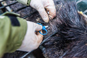 Parceria entre IAT e Criadouro Onça-Pintada já repovoou o Parque das Lauráceas, na Região Metropolitana de Curitiba, com 566 animais, entre queixadas, catetos e quatis