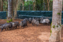 Parceria entre IAT e Criadouro Onça-Pintada já repovoou o Parque das Lauráceas, na Região Metropolitana de Curitiba, com 566 animais, entre queixadas, catetos e quatis