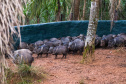 Parceria entre IAT e Criadouro Onça-Pintada já repovoou o Parque das Lauráceas, na Região Metropolitana de Curitiba, com 566 animais, entre queixadas, catetos e quatis