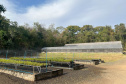 IAT investiu R$ 1,1 milhão na reestruturação do viveiro florestal de Ibiporã, no Norte do Paraná: capacidade para 200 mil mudas/ano
