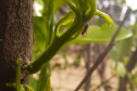 Operações BigCitros e Agro+ reforçam combate ao greening e à deriva de agrotóxicos no Noroeste do Paraná