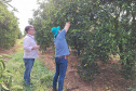 Operações BigCitros e Agro+ reforçam combate ao greening e à deriva de agrotóxicos no Noroeste do Paraná