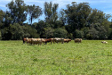 Integração lavoura-pecuária é destaque da II Mostra Tecnológica Fazenda-Modelo, em Ponta Grossa