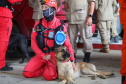 Cães de salvamento do Corpo de Bombeiros ampliam eficiência da corporação em operações de busca e resgate