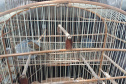 Técnicos do Instituto Água e Terra (IAT) resgataram seis aves silvestres que eram mantidas em cativeiro irregular em Umuarama