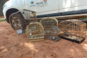 Técnicos do Instituto Água e Terra (IAT) resgataram seis aves silvestres que eram mantidas em cativeiro irregular em Umuarama