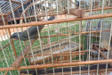 Técnicos do Instituto Água e Terra (IAT) resgataram seis aves silvestres que eram mantidas em cativeiro irregular em Umuarama