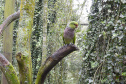 Guardiões da Fauna: IAT promove ação de educação ambiental em parceria com o Parque das Aves, em Foz do Iguaçu
