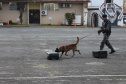 Inscrições para a 1ª Cãocorrida da Companhia com Cães da PMPR encerram nesta segunda (20)
