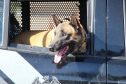 Inscrições para a 1ª Cãocorrida da Companhia com Cães da PMPR encerram nesta segunda (20)