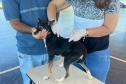 Mutirão do CastraPet vai beneficiar cães e gatos de 20 municípios do Paraná em dezembro