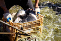Paraná desonera ICMS de insumo para produção de peixes e semente colorífica de urucum