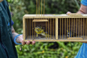 Técnicos do Instituto Água e Terra (IAT) fizeram a soltura de seis pássaros no Litoral do Paraná.