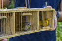 Técnicos do Instituto Água e Terra (IAT) fizeram a soltura de seis pássaros no Litoral do Paraná.