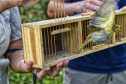Técnicos do Instituto Água e Terra (IAT) fizeram a soltura de seis pássaros no Litoral do Paraná.