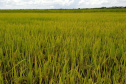 Paraná projeta retomada na cultura da pera e safra de recuperação no arroz, aponta Deral