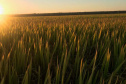 Paraná projeta retomada na cultura da pera e safra de recuperação no arroz, aponta Deral
