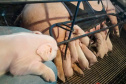 Tecnologia e bem-estar animal: startup paranaense avança na suinocultura com apoio do Anjo Inovador
