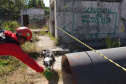 Treinamento reforça papel estratégico dos cães de busca dos bombeiros em resgates