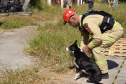 Treinamento reforça papel estratégico dos cães de busca dos bombeiros em resgates