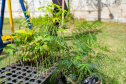 Estudantes plantam cinturão verde em São José dos Pinhais