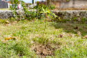 Estudantes plantam cinturão verde em São José dos Pinhais