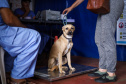 CastraPet vai beneficiar 5,4 mil cães e gatos em maio; agenda começa no feriado