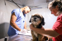 CastraPet vai beneficiar 5,4 mil cães e gatos em maio; agenda começa no feriado