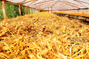 Das margens do rio Paraná ao mercado global: ginseng de Querência do Norte conquista IG