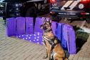 PCPR apreende mais de 227 quilos de maconha e prende três pessoas em ações com cães de faro