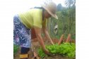 IAT - Hortas Comunitárias Campo Largo