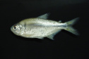 Sanepar e UFPR identificam peixe que atua como "filtro ecológico" e reduz emissão de gases do efeito estufa