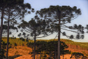Denis Ferreira Netto/SEDEST