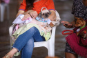 CastraPet vai beneficiar seis mil cães e gatos de 37 municípios do Paraná em junho.
