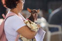 CastraPet vai beneficiar seis mil cães e gatos de 37 municípios do Paraná em junho.