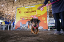 CastraPet vai beneficiar seis mil cães e gatos de 37 municípios do Paraná em junho.
