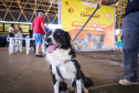 Mutirões do CastraPet vão passar por 21 municípios do Paraná em julho e beneficiar cerca de 3,3 animais.
