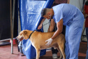 Mutirões do CastraPet vão passar por 21 municípios do Paraná em julho e beneficiar cerca de 3,3 animais.