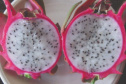 IDR-Paraná prepara quatro novas cultivares para fortalecer a fruticultura paranaense