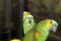 IAT - Guardiões da Fauna