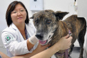 Universidades estaduais oferecem assistência veterinária para animais de  pequeno e grande porte