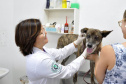 Universidades estaduais oferecem assistência veterinária para animais de  pequeno e grande porte