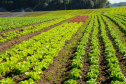 Universidades estaduais do Paraná auxiliam agricultores familiares na certificação orgânica
