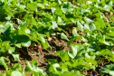 Universidades estaduais do Paraná auxiliam agricultores familiares na certificação orgânica