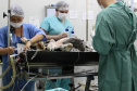 Universidades estaduais oferecem assistência veterinária para animais de  pequeno e grande porte