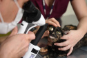 Universidades estaduais oferecem assistência veterinária para animais de  pequeno e grande porte