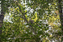 IAT - Animais silvestres/primavera